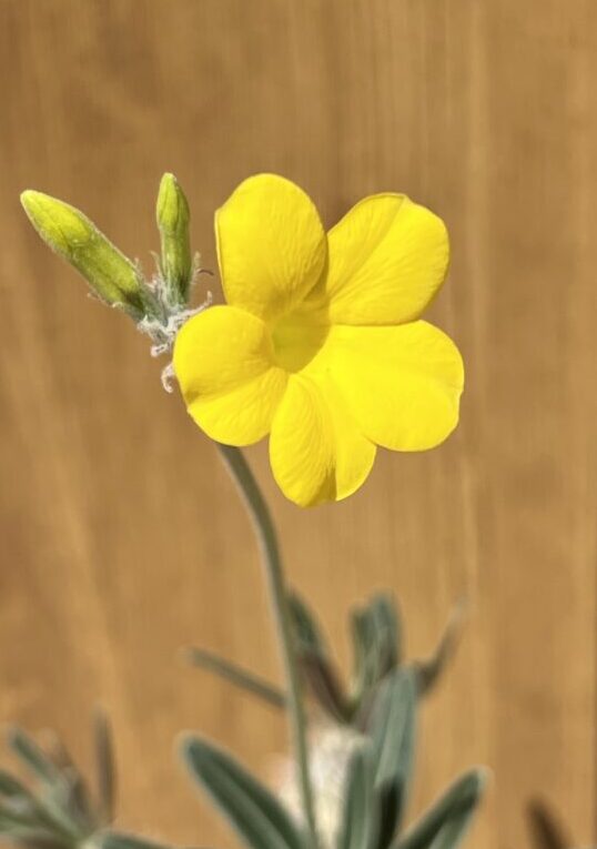 coromatius